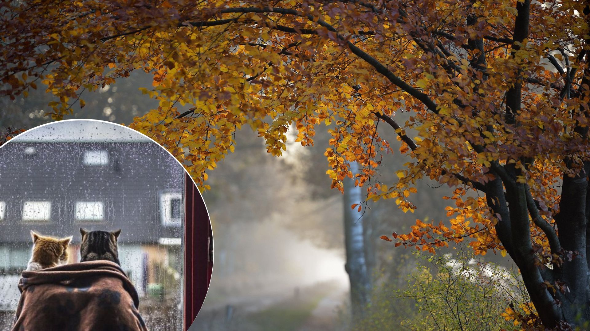 Погода в Украине – на Западе обещают сильное похолодание до +5 градусов Погода в Украине – на Западе обещают сильное похолодание до +5 градусов