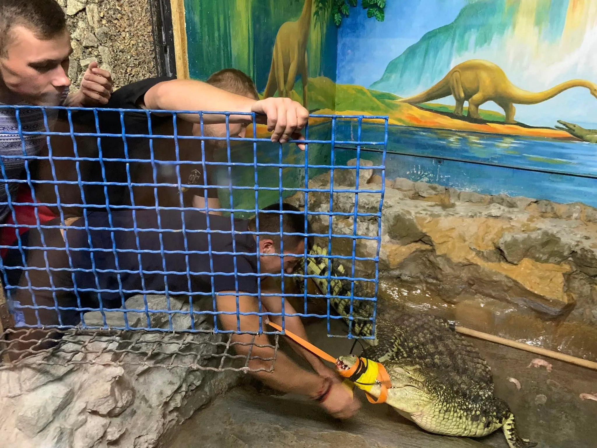 Крокодил покидає свою домівку у Запоріжжі Крокодил покидає свою домівку у Запоріжжі