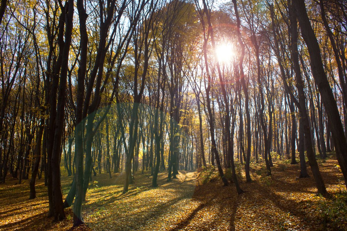 Погода в Украине - народный синоптик сообщил, что бабье лето задержится Погода в Украине - народный синоптик сообщил, что бабье лето задержится