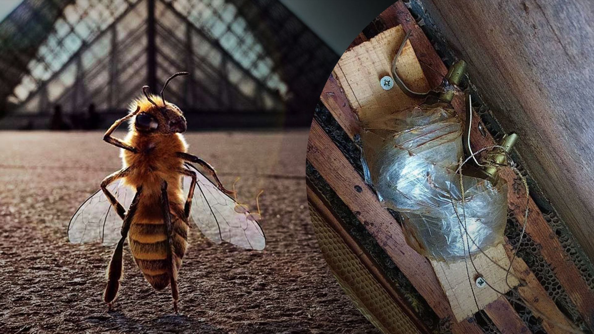 На Київщині окупанти замінували вулик – але він не вибухнув На Київщині окупанти замінували вулик – але він не вибухнув