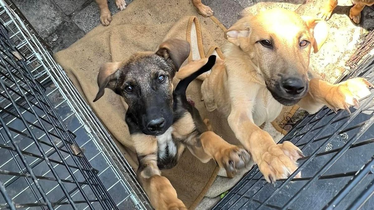 Львовяне могут погулять с животными из приюта Львовяне могут погулять с животными из приюта