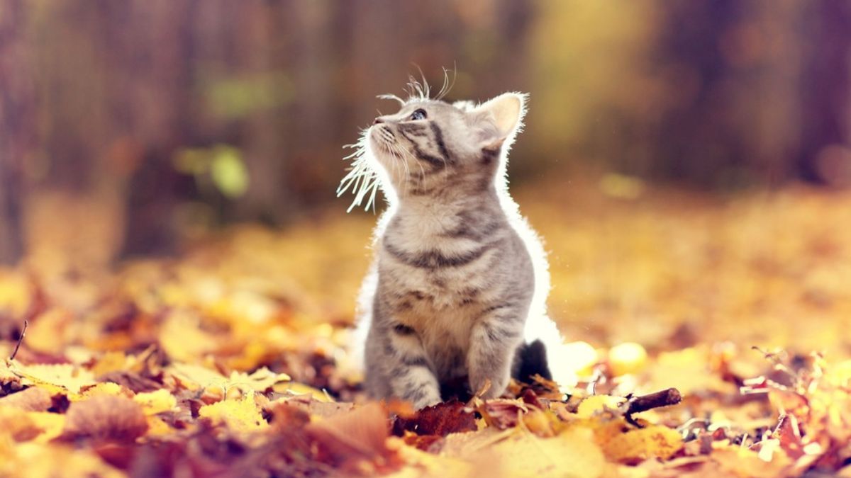 Прогноз погоды в Украине на 17 октября. Прогноз погоды в Украине на 17 октября.