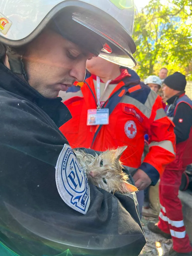 Врятована кішка Врятована кішка