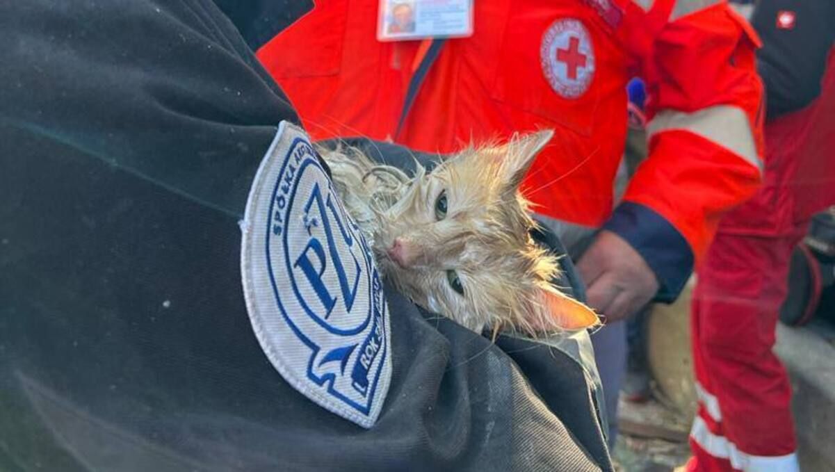 Атака Киева дронами-камикадзе – из-под завалов спасли кота – щемящее видео Атака Киева дронами-камикадзе – из-под завалов спасли кота – щемящее видео