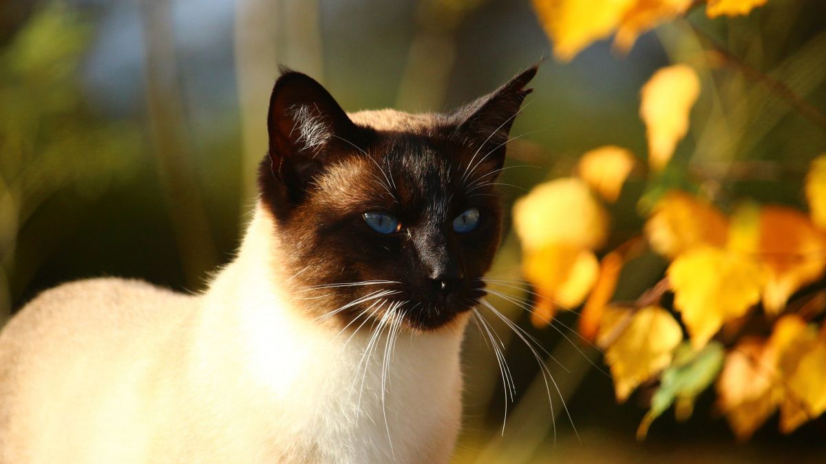 Погода завтра в Украине - какой будет погода в Украине 21 октября - прогноз погоды в Украине - 24 Канал Погода завтра в Украине - какой будет погода в Украине 21 октября - прогноз погоды в Украине - 24 Канал