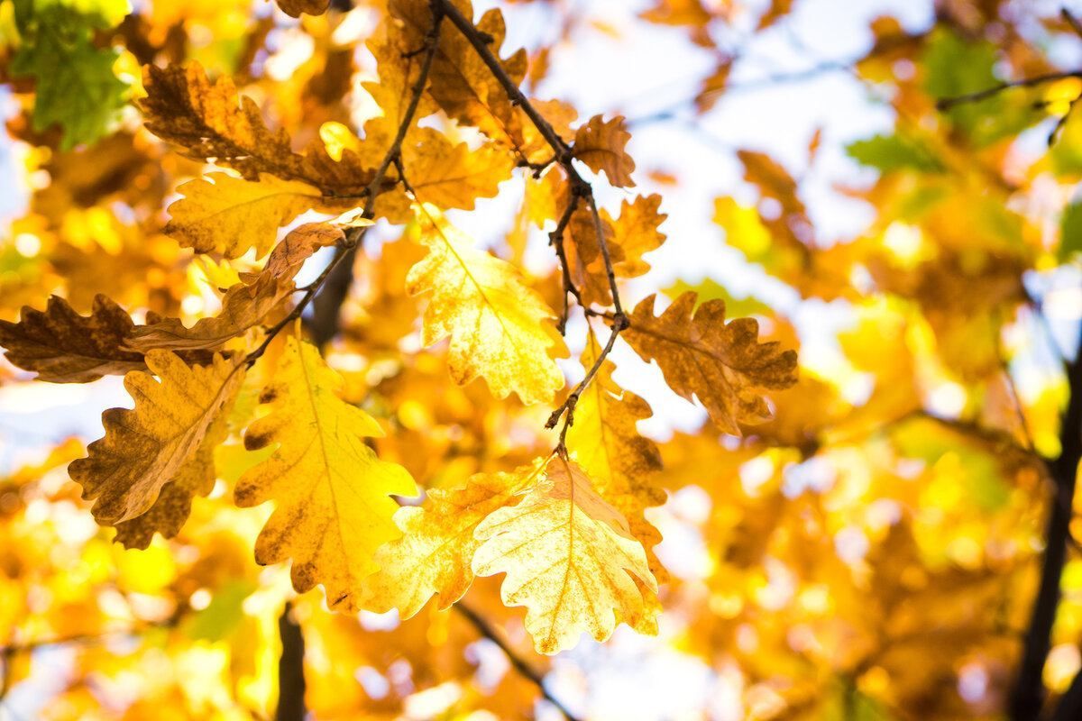 Погода в Украине 24 октября – что обещают синоптики Погода в Украине 24 октября – что обещают синоптики