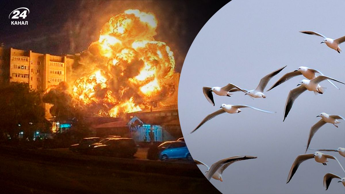 Мемы о боевых птицах в Ейске - 24 канал Мемы о боевых птицах в Ейске - 24 канал