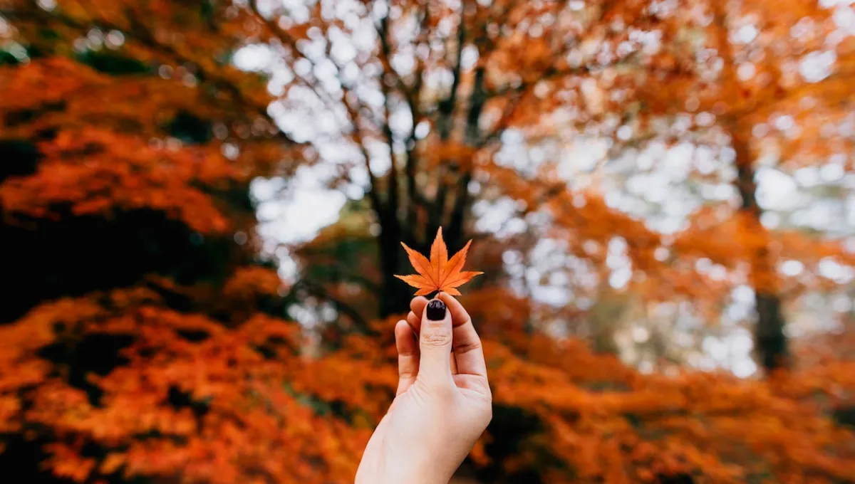 Список дел на осень – что сделать перед наступлением зимы Список дел на осень – что сделать перед наступлением зимы