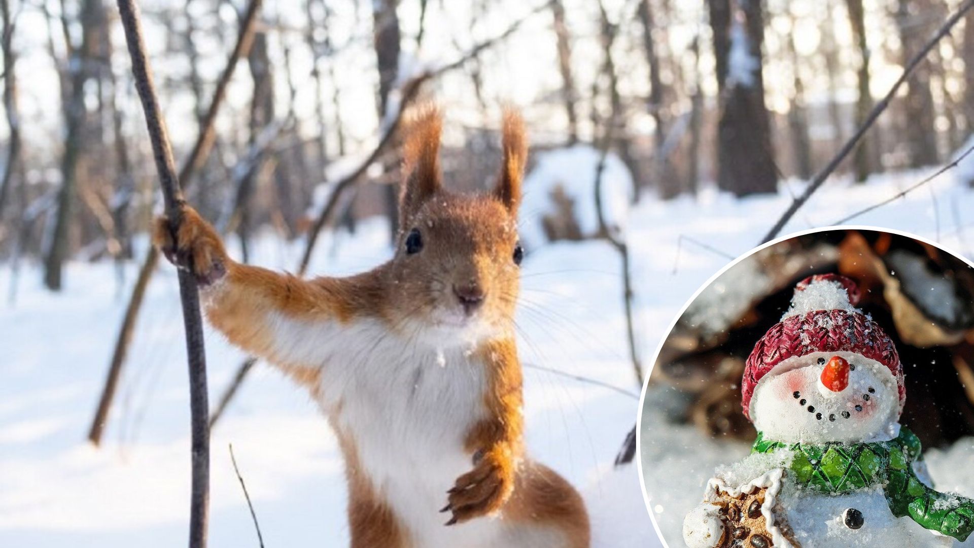 Погода в Україні зимою - синоптик розповів, що українців чекають німецькі зими Погода в Україні зимою - синоптик розповів, що українців чекають німецькі зими