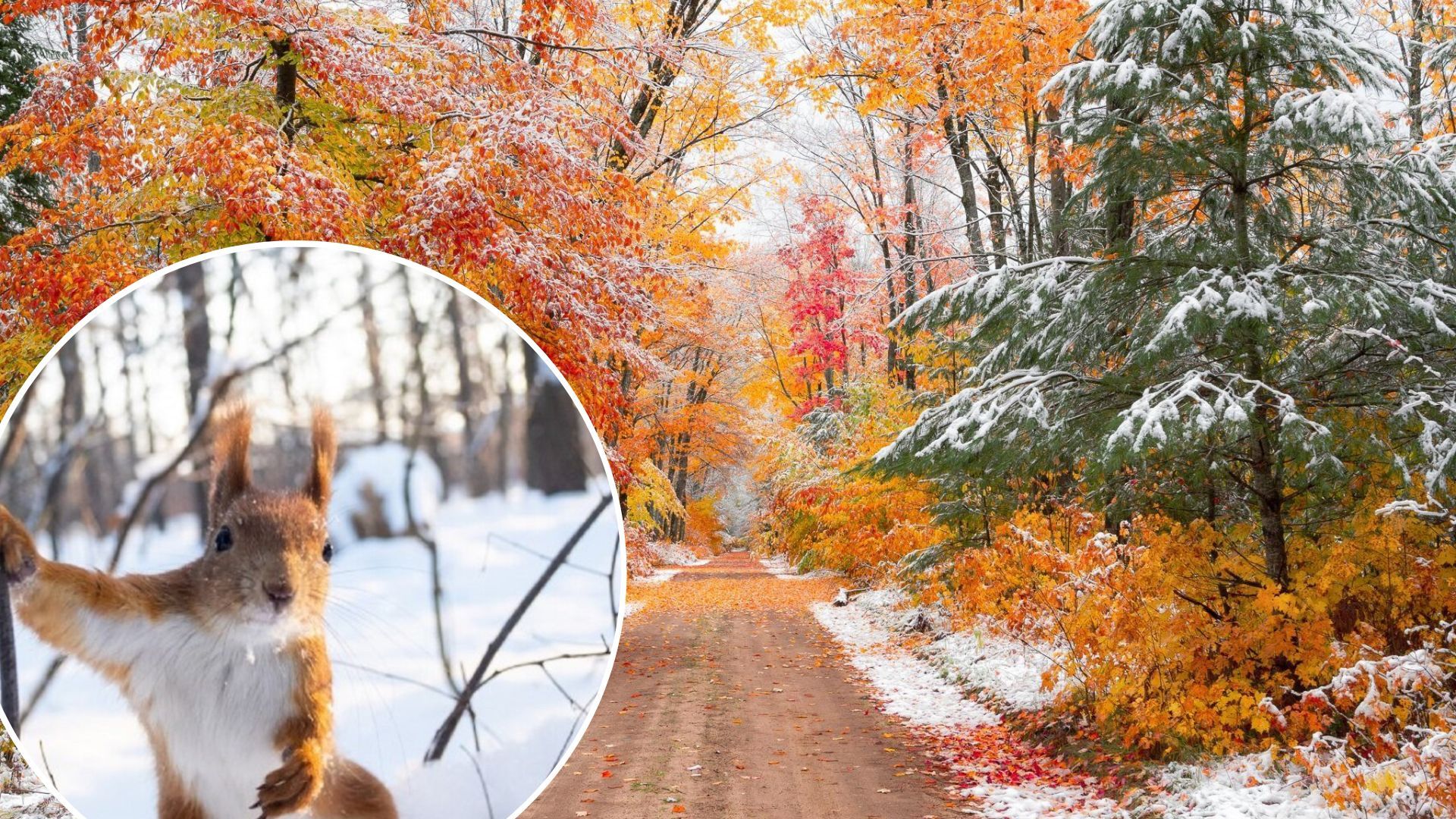 Погода в Украине в ноябре - где и когда выпадет снег Погода в Украине в ноябре - где и когда выпадет снег