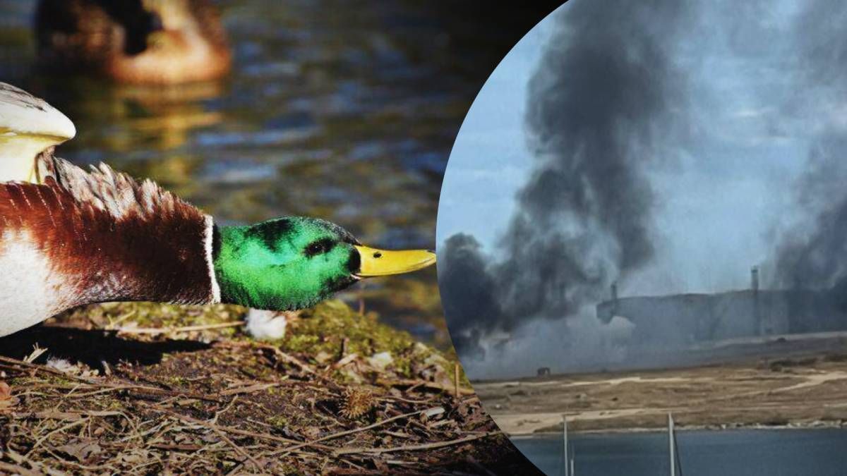 У Зеленського потролили "бавовну" в Севастополі У Зеленського потролили "бавовну" в Севастополі