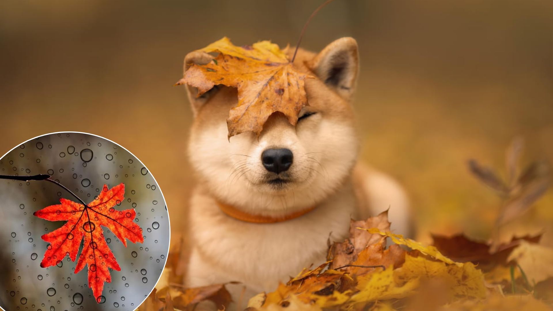 Погода в Україні - чи будуть теплі дні у листопаді - що кажуть синоптики Погода в Україні - чи будуть теплі дні у листопаді - що кажуть синоптики