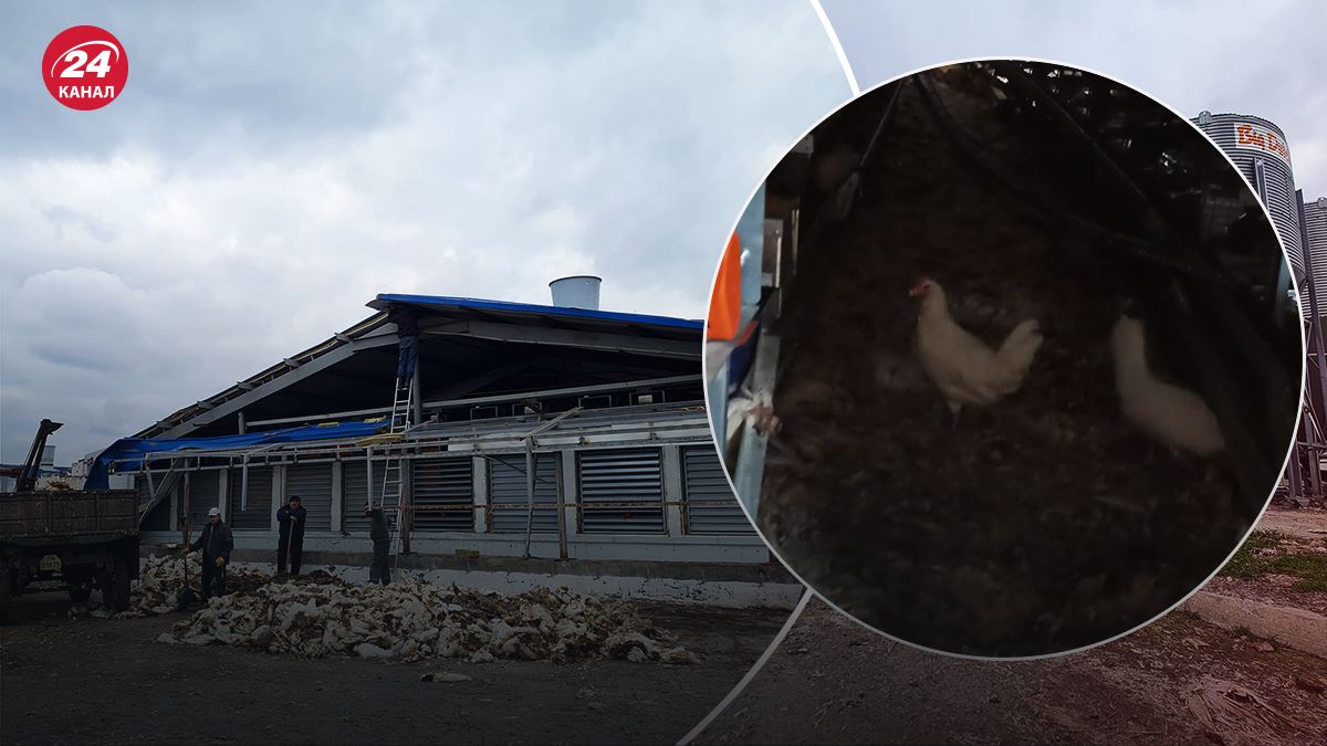 Оккупанты уничтожили птицефабрику в Донецкой области - 24 канал Оккупанты уничтожили птицефабрику в Донецкой области - 24 канал