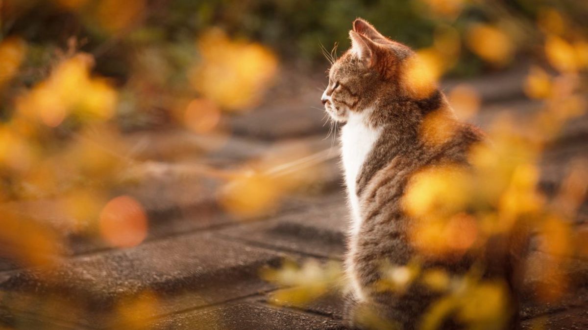 Прогноз погоды на 1 ноября. Прогноз погоды на 1 ноября.