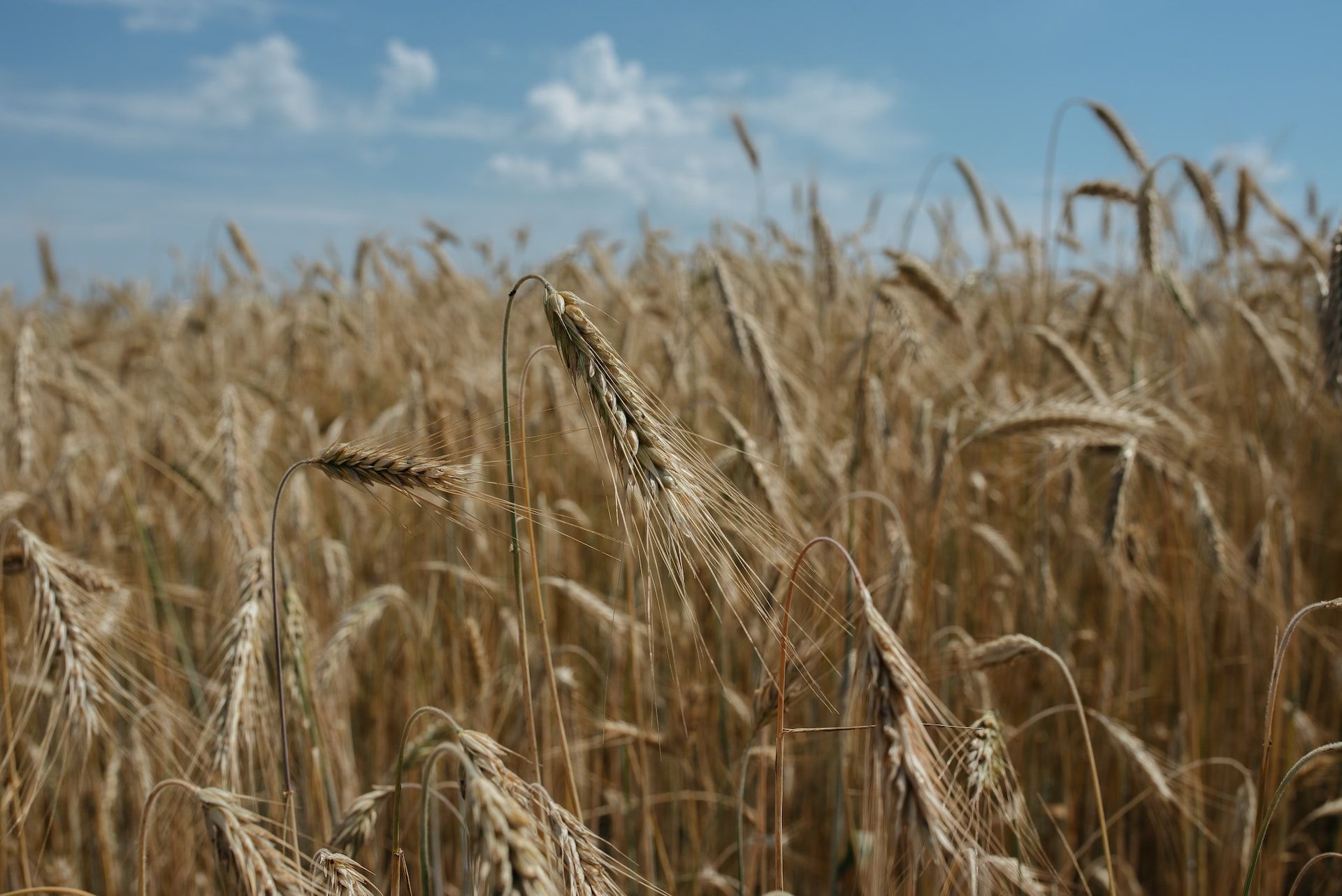 В ООН ответили на заявления России по поводу зернового коридора