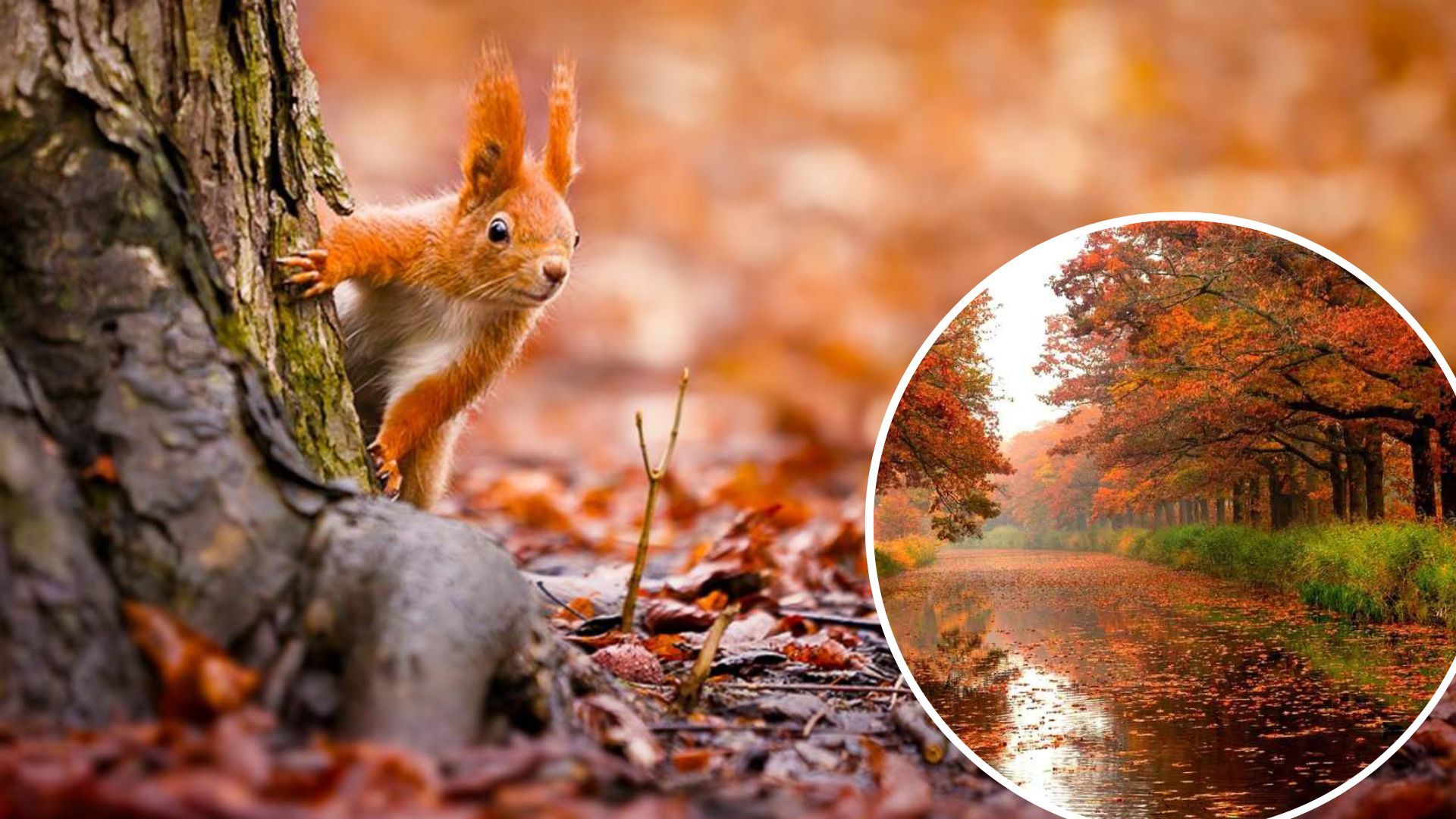 Погода в Украине в ноябре-2022 будет теплее прошлогоднего - прогноз синоптика Погода в Украине в ноябре-2022 будет теплее прошлогоднего - прогноз синоптика