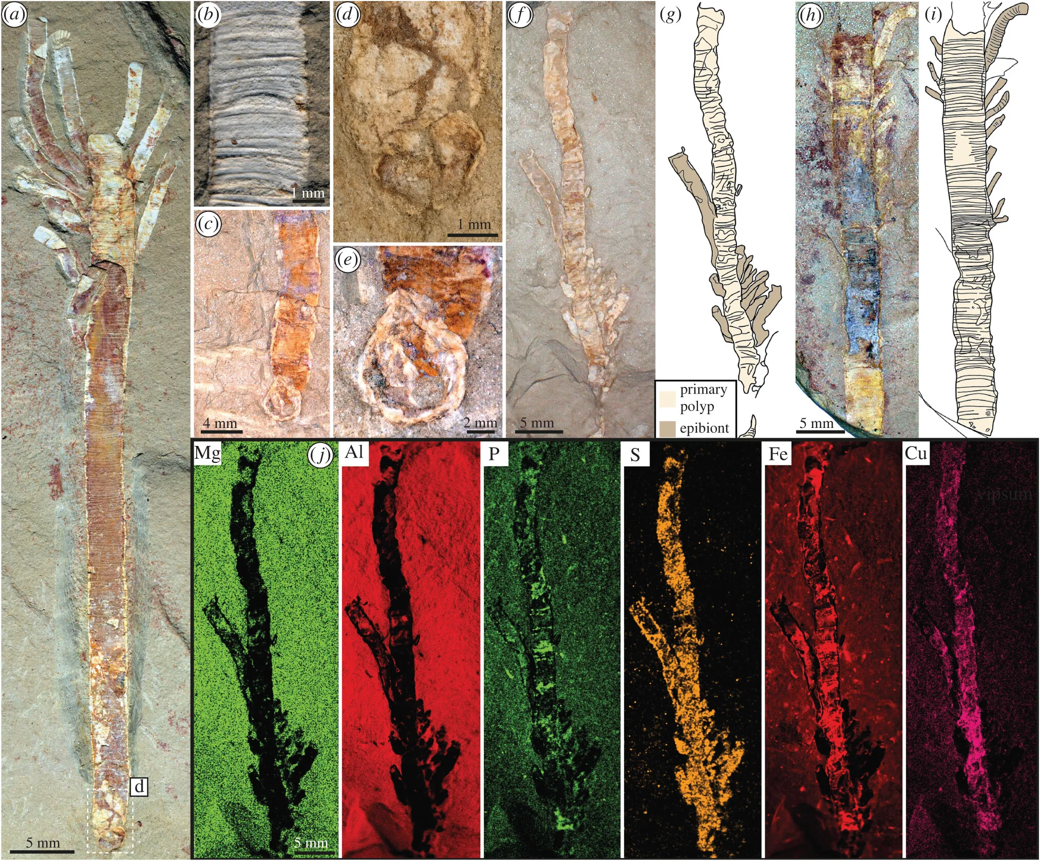 Gangtoucunia aspera Gangtoucunia aspera
