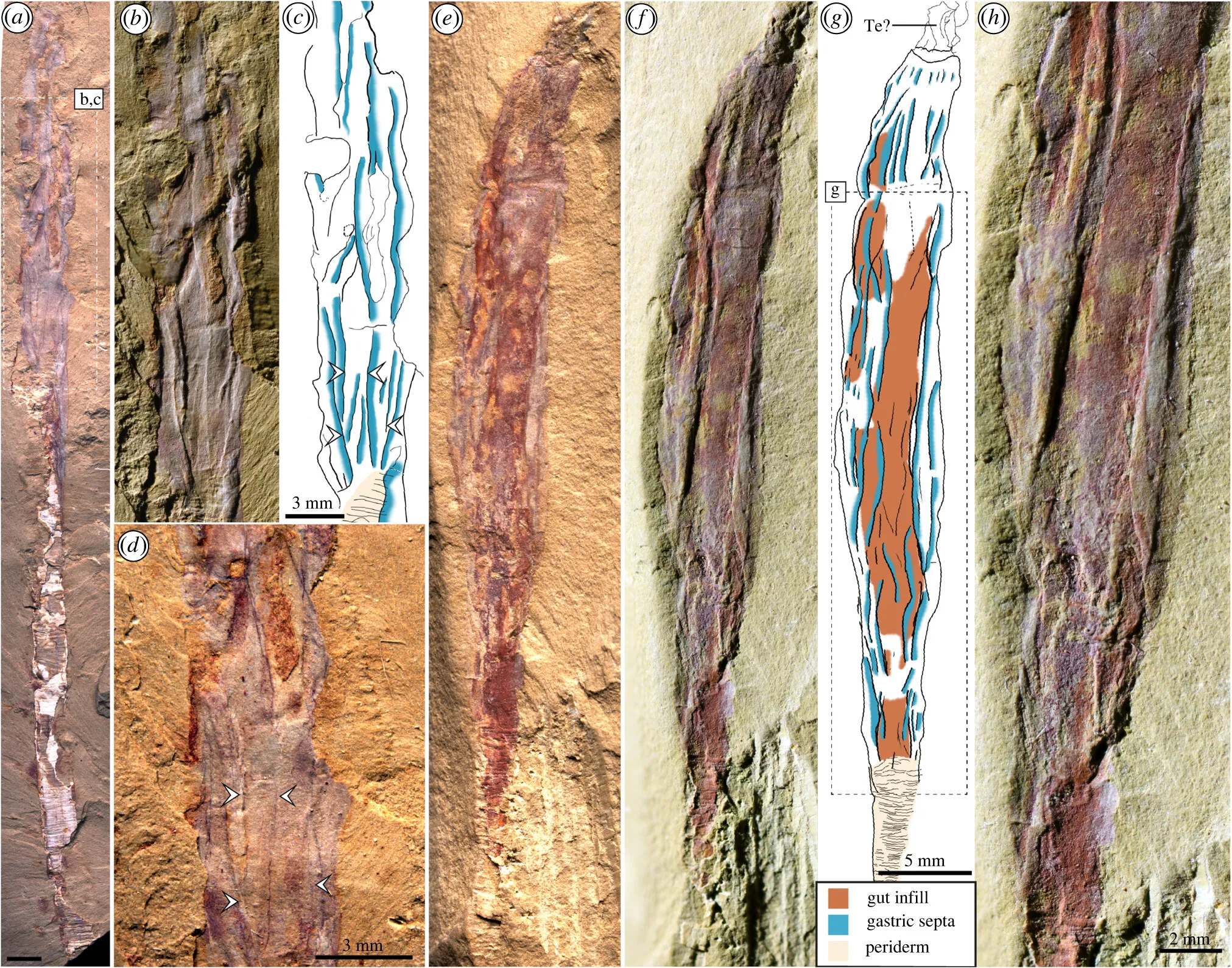 Gangtoucunia aspera Gangtoucunia aspera