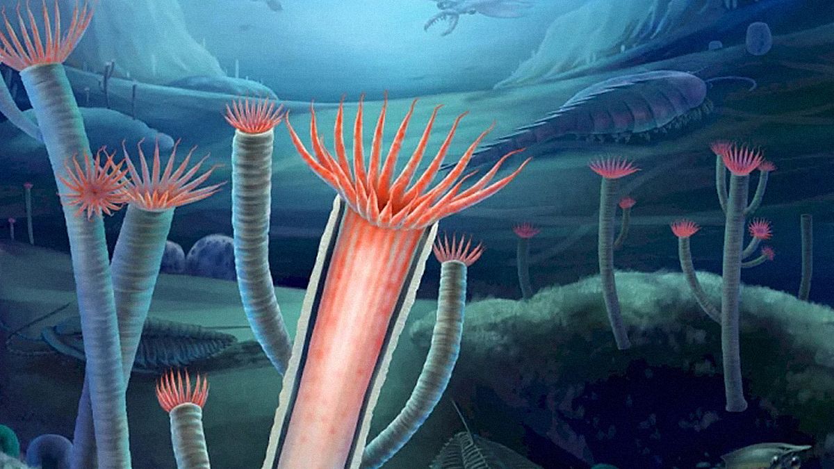 Древние окаменелости показали ученым, как выглядели первые животные со скелетом - Техно Древние окаменелости показали ученым, как выглядели первые животные со скелетом - Техно