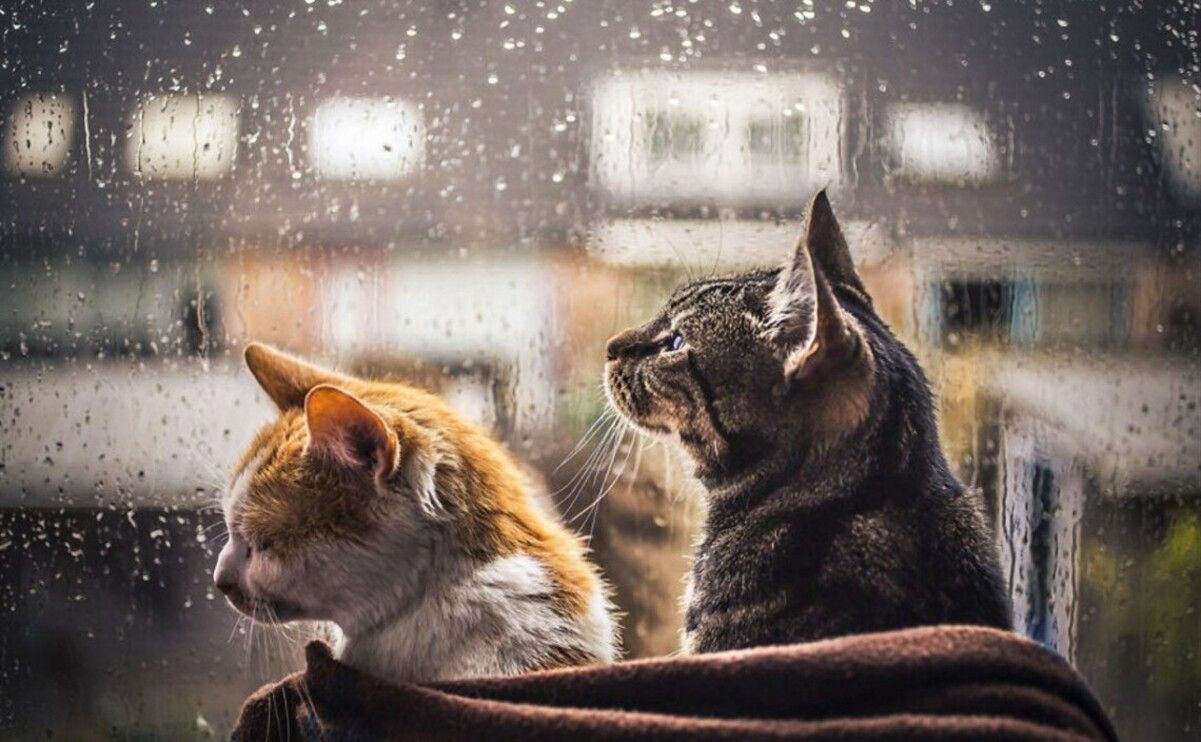 Погода в Украине 6 ноября 2022 - где прогнозируют дожди и заморозки. Погода в Украине 6 ноября 2022 - где прогнозируют дожди и заморозки.