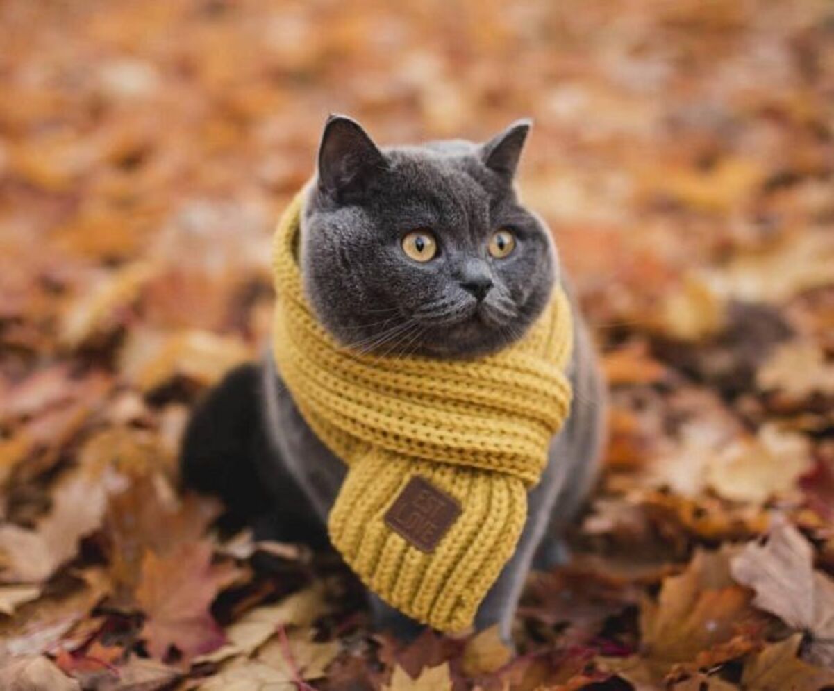 Погода в Україні 7 листопада 2022 року - чи буде в цей день холодно Погода в Україні 7 листопада 2022 року - чи буде в цей день холодно