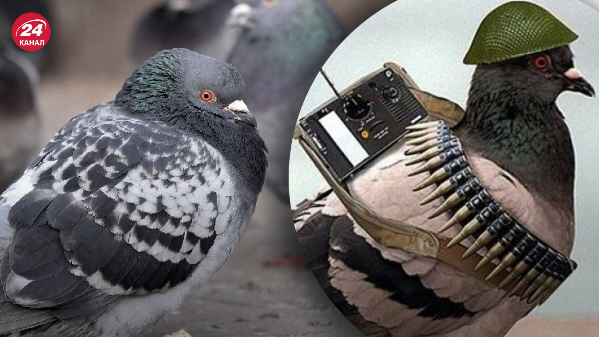 Боевые голуби в Белгороде – местная ветеринарка жалуется на больных птиц
