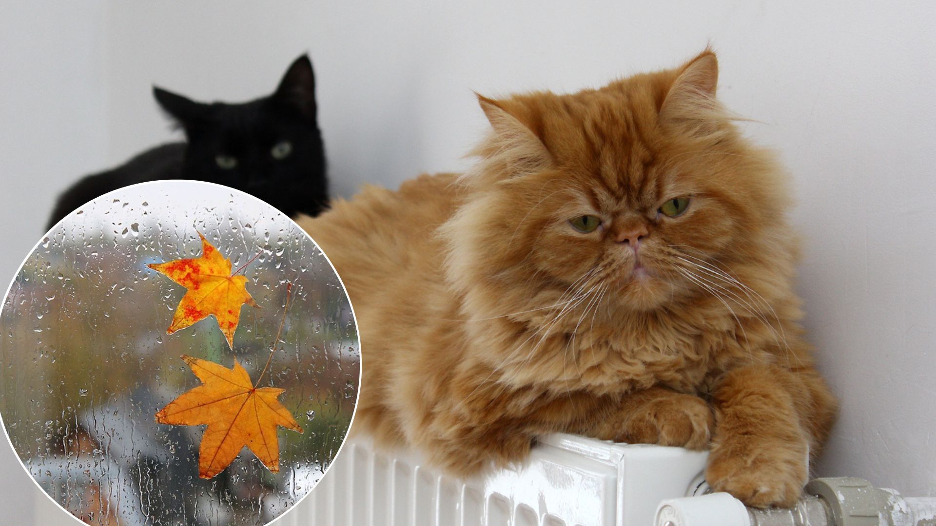 Погода в Україні різко і сильно похолодає - де й коли Погода в Україні різко і сильно похолодає - де й коли