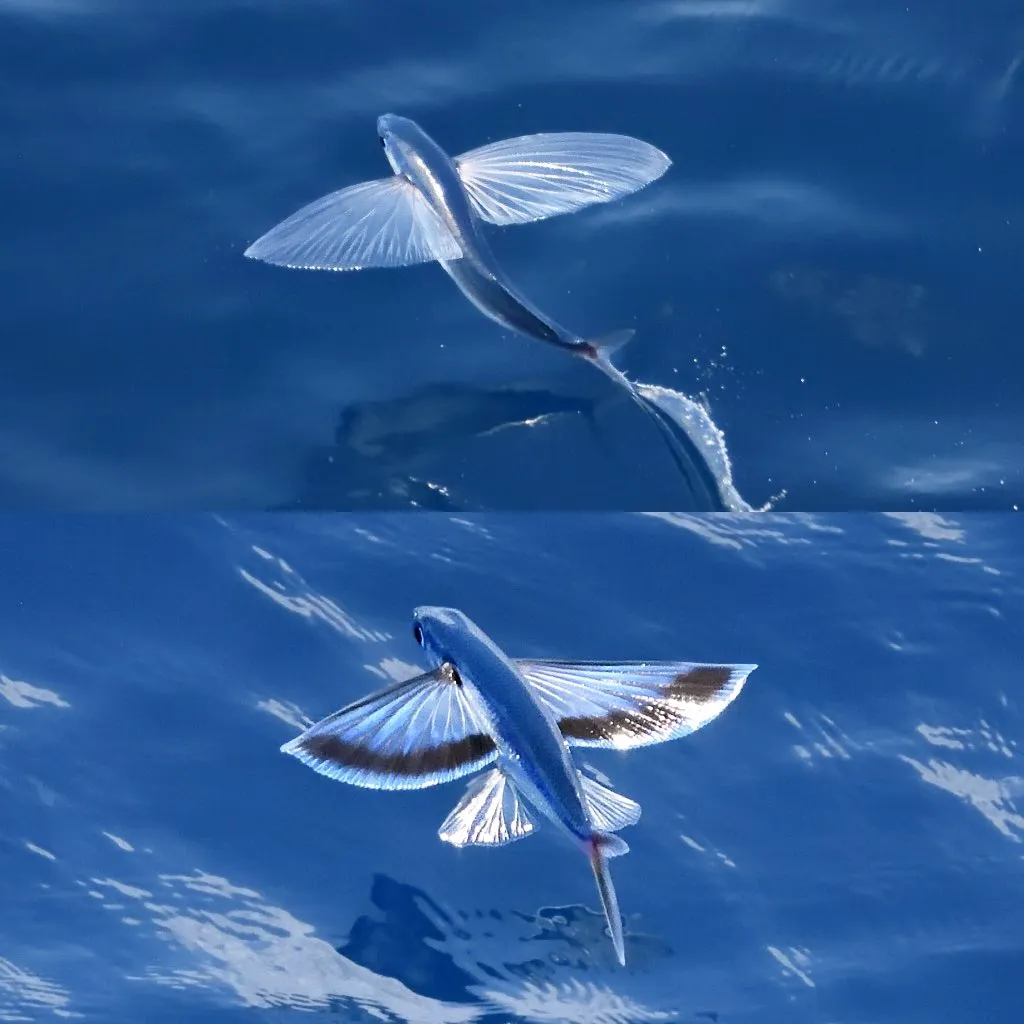 Крылатые рыбы, обнаруженные учеными