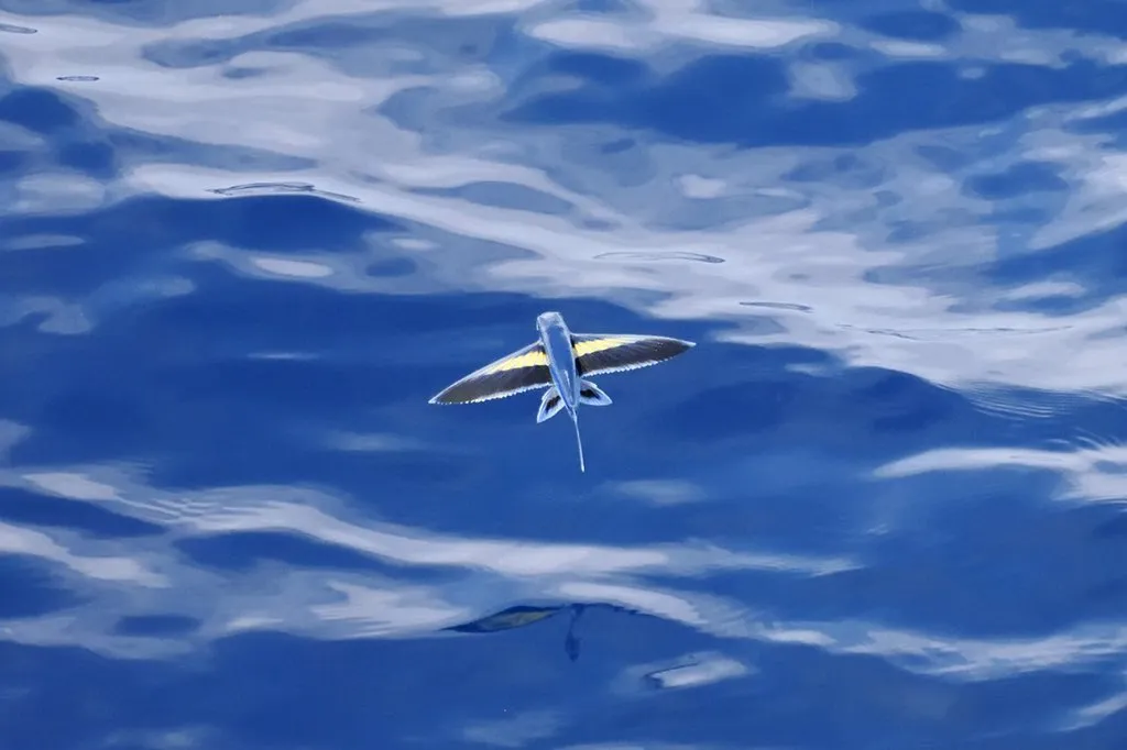 Крилаті риби, виявлені вченими Крилаті риби, виявлені вченими