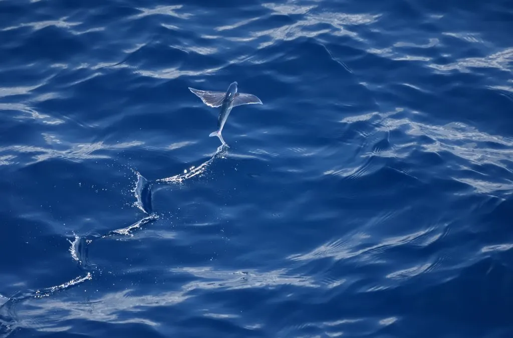 Крилаті риби, виявлені вченими Крилаті риби, виявлені вченими