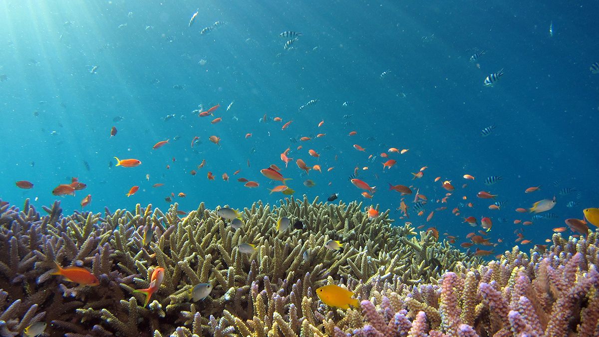 Австралийские ученые открыли десятки новых видов на стыке двух океанов - Техно Австралийские ученые открыли десятки новых видов на стыке двух океанов - Техно