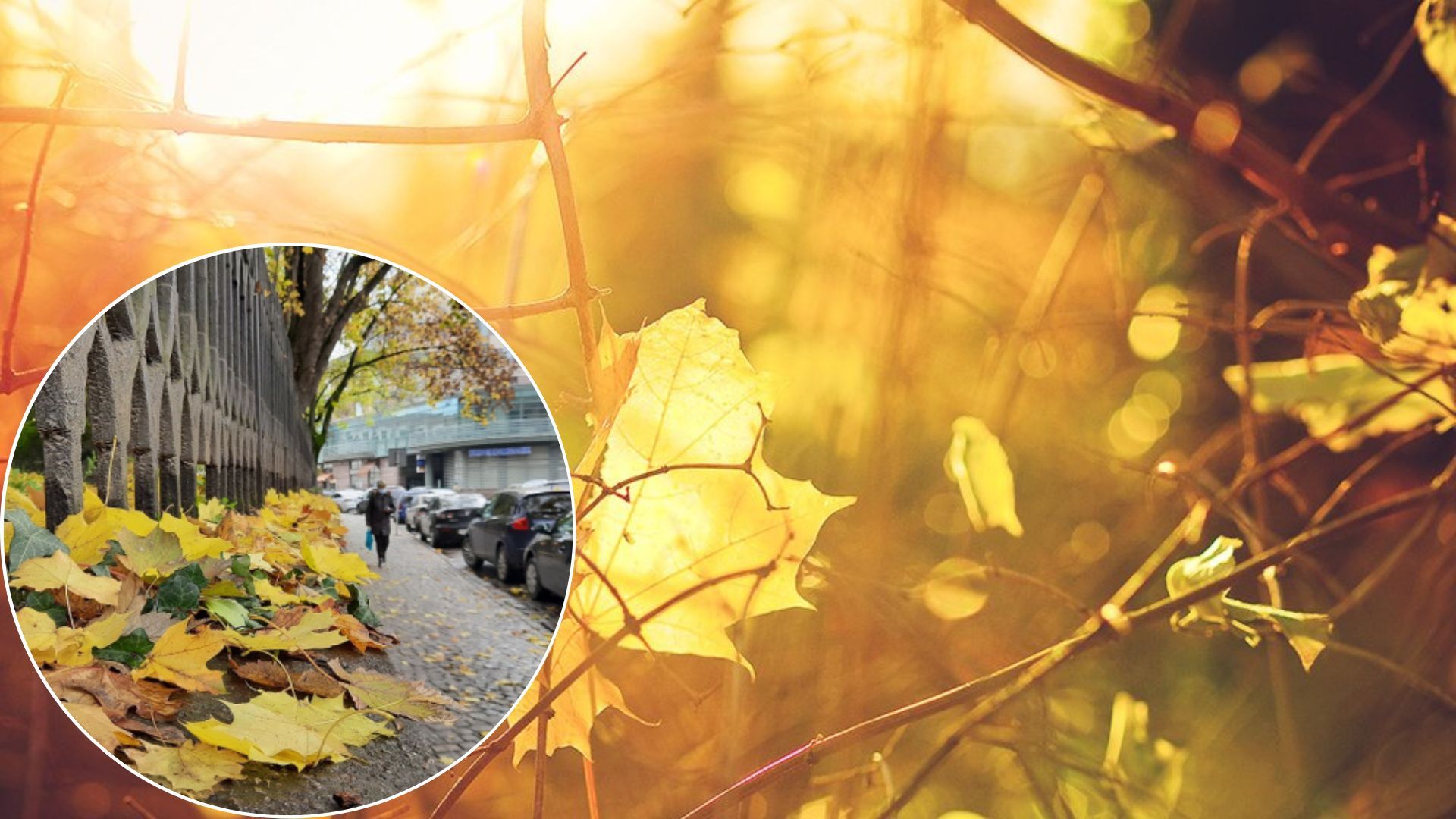 Погода в Украине в ноябре работает в режиме октября и дальше бьет рекорды Погода в Украине в ноябре работает в режиме октября и дальше бьет рекорды