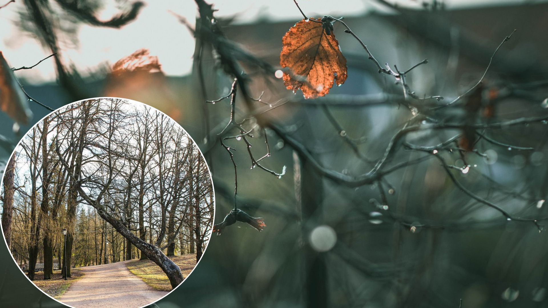 Погода в Украине в декабре будет аномально теплой и без снега – где именно Погода в Украине в декабре будет аномально теплой и без снега – где именно