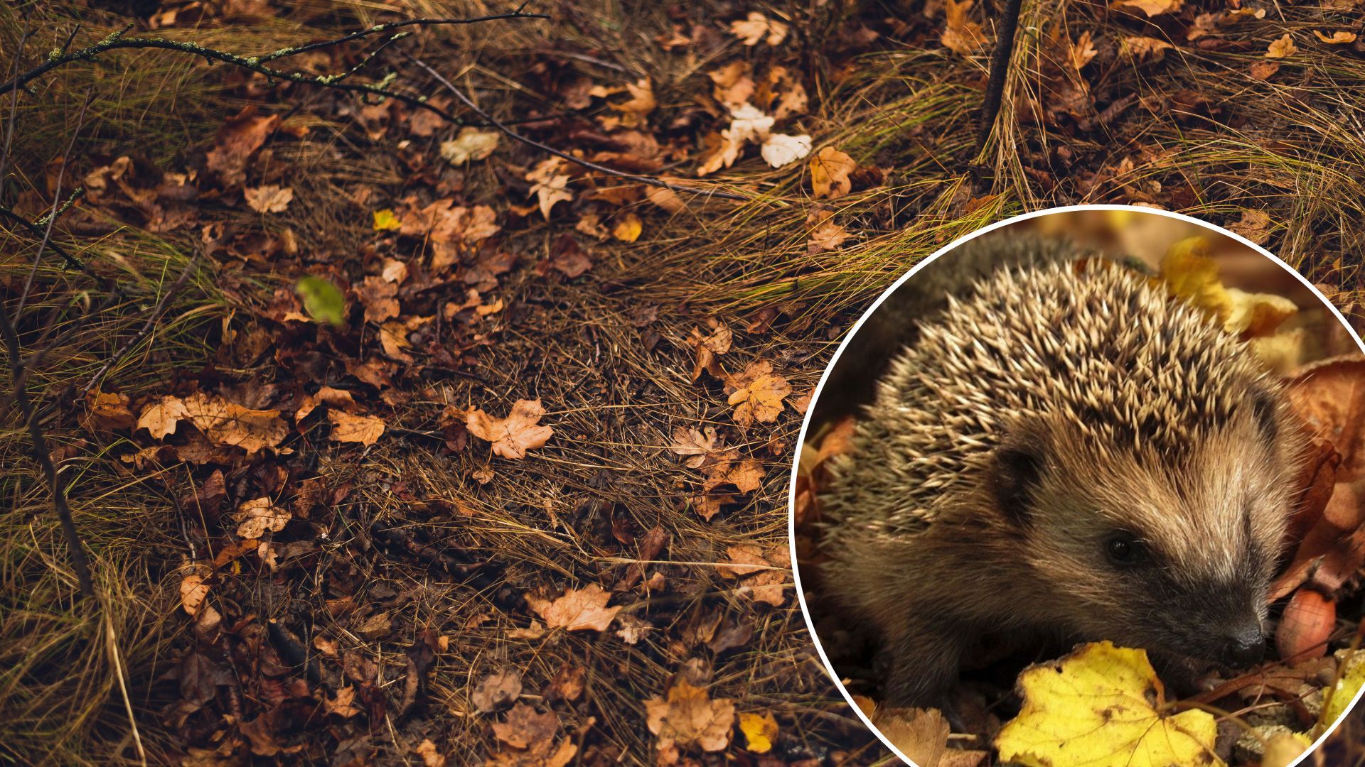 Погода в Україні буде довго без дощу - прогноз синоптикині Діденко Погода в Україні буде довго без дощу - прогноз синоптикині Діденко