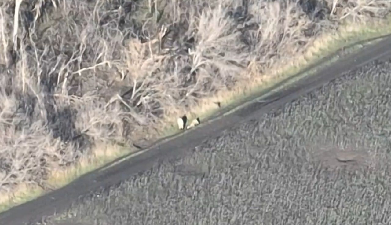 Двое подвыпивших оккупантов на Бахмутовском направлении идут в наступление - видео Двое подвыпивших оккупантов на Бахмутовском направлении идут в наступление - видео