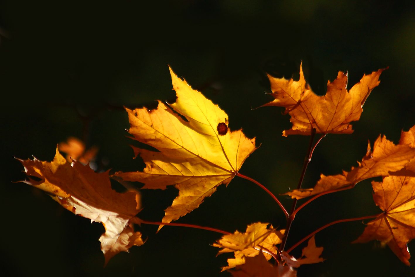 Погода в Україні буде аномальною найближчим часом, - синоптик Погода в Україні буде аномальною найближчим часом, - синоптик