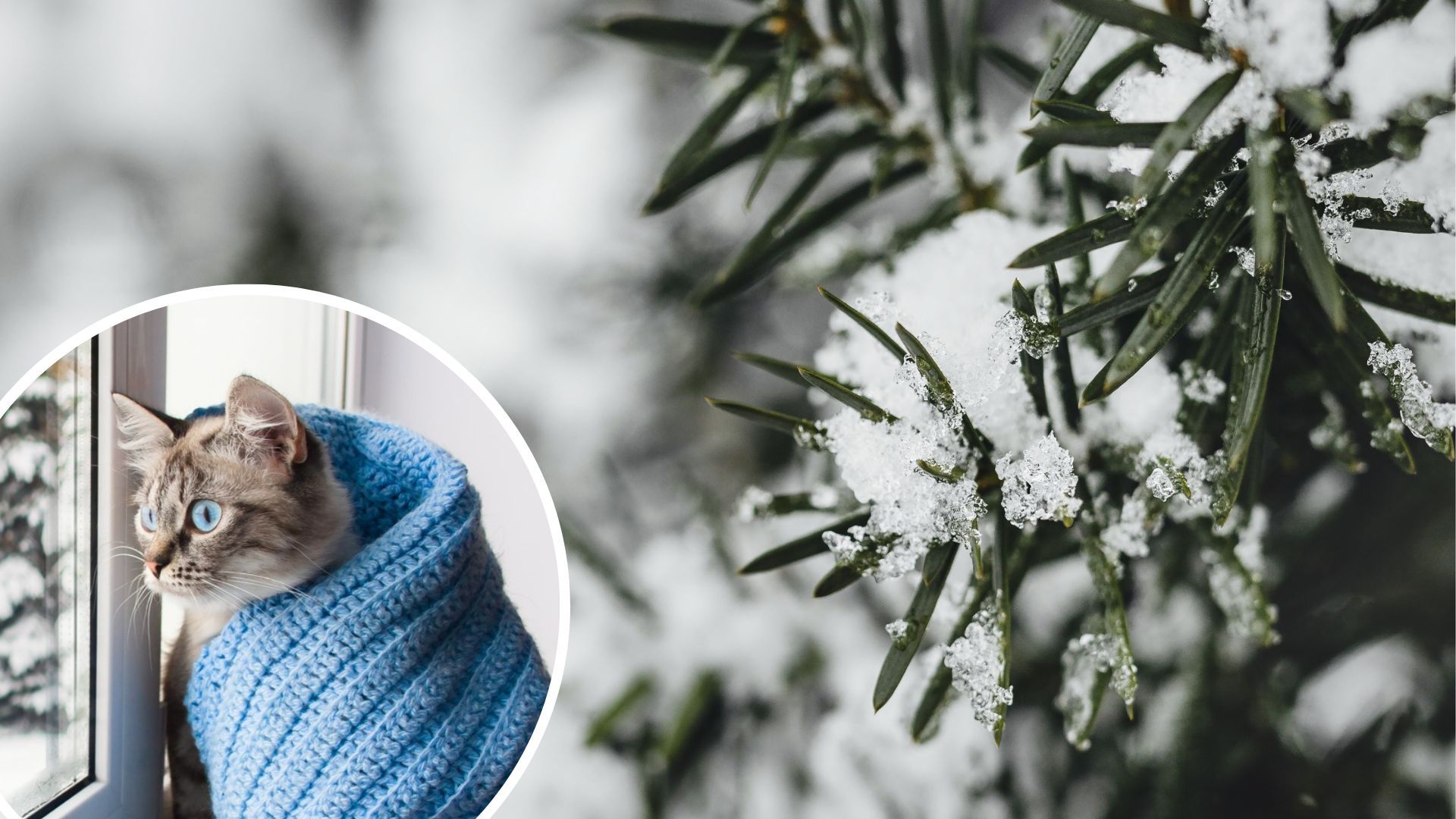 Погода в Україні - синоптики попередили про 3 дні снігу й дощів Погода в Україні - синоптики попередили про 3 дні снігу й дощів