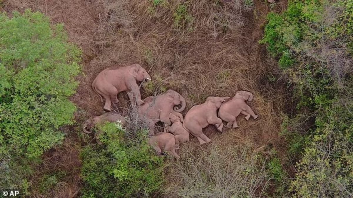 Напились і сплять: в Індії знайшли п’яними понад 20 слонів