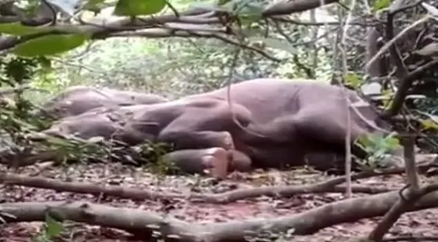 Пьяные слоны в Индии Пьяные слоны в Индии