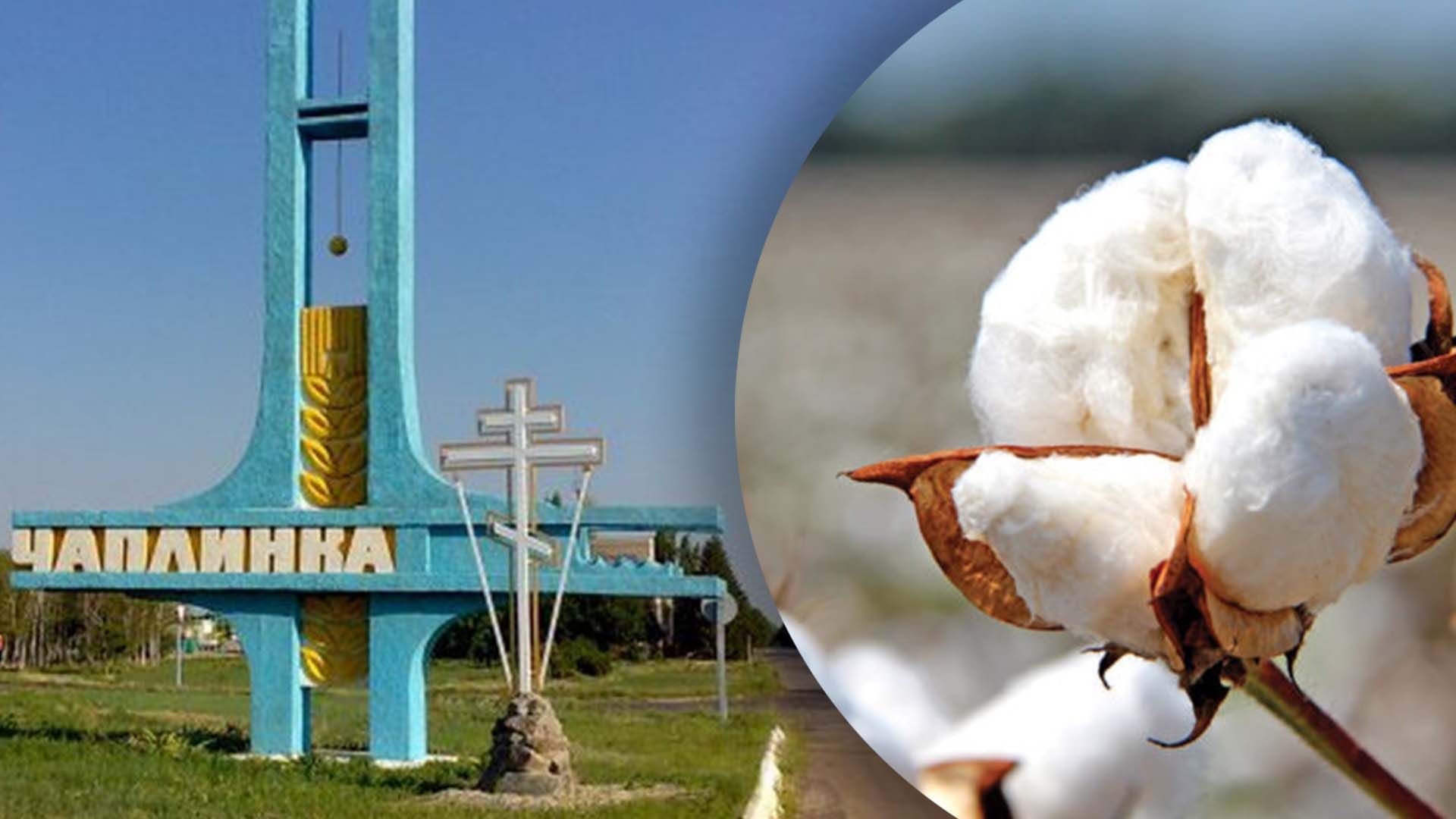 На Херсонщині зацвіла "бавовна" На Херсонщині зацвіла "бавовна"