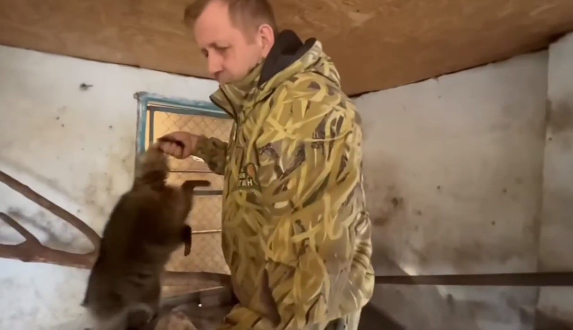 Росіяни вкрали єнота з зоопарку