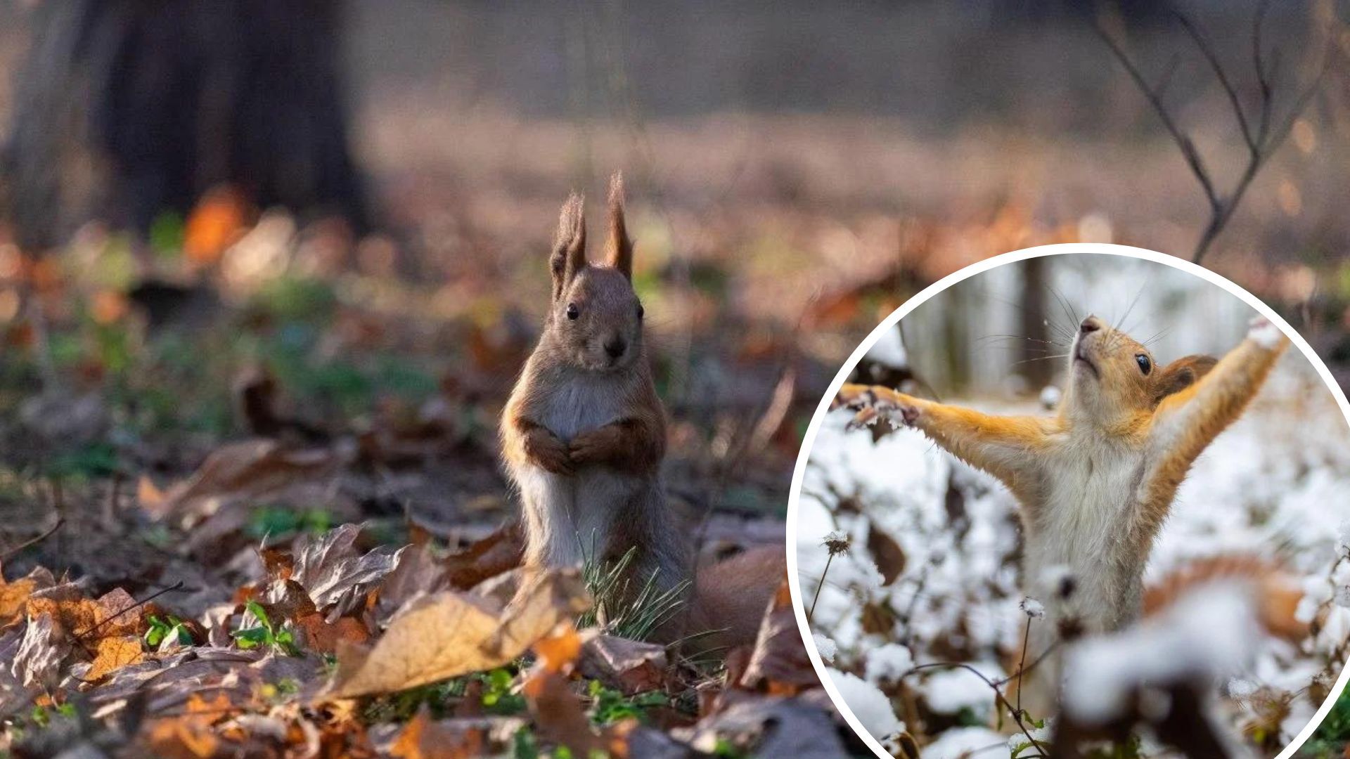 Погода в Украине – с 16 ноября будут дожди, а затем снег – прогноз народного синоптика. Погода в Украине – с 16 ноября будут дожди, а затем снег – прогноз народного синоптика.