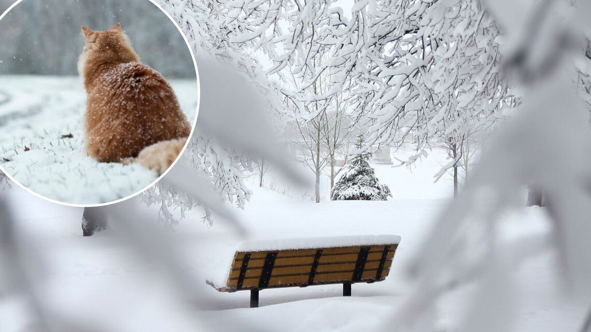 В Украине обещают первый снег и минусовую температуру - погода в Украине