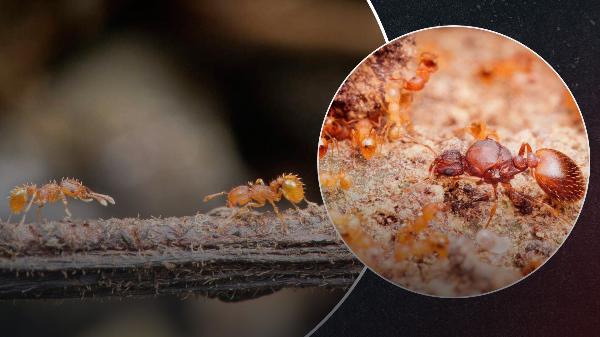 На Гавайях обнаружили один из самых больших инвазивных видов муравьев в мире На Гавайях обнаружили один из самых больших инвазивных видов муравьев в мире