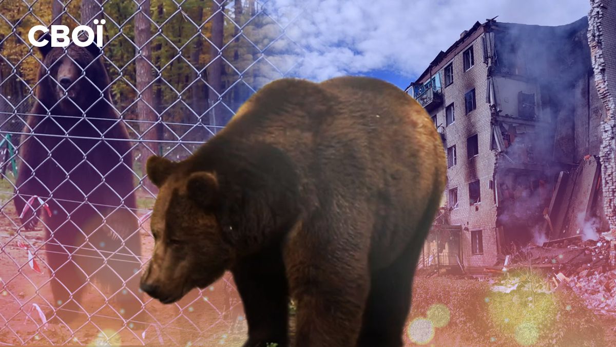 Як зоозахисники евакуювали ведмедя Бахмута з-під обстрілів
