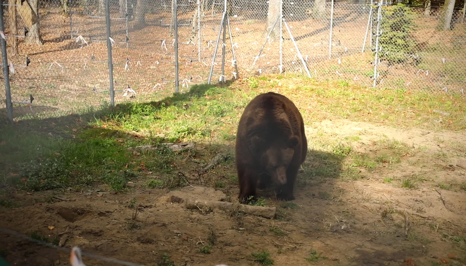 Медведь Бахмут, теперь живущий в приюте Медведь Бахмут, теперь живущий в приюте