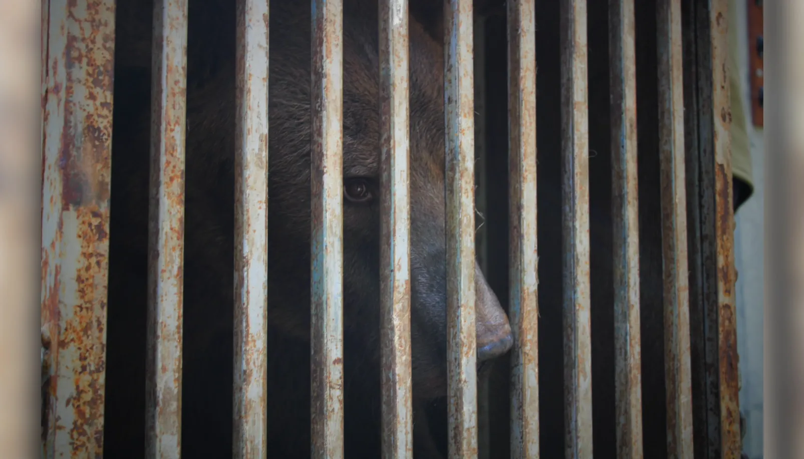 Бахмут был испуган Бахмут был испуган