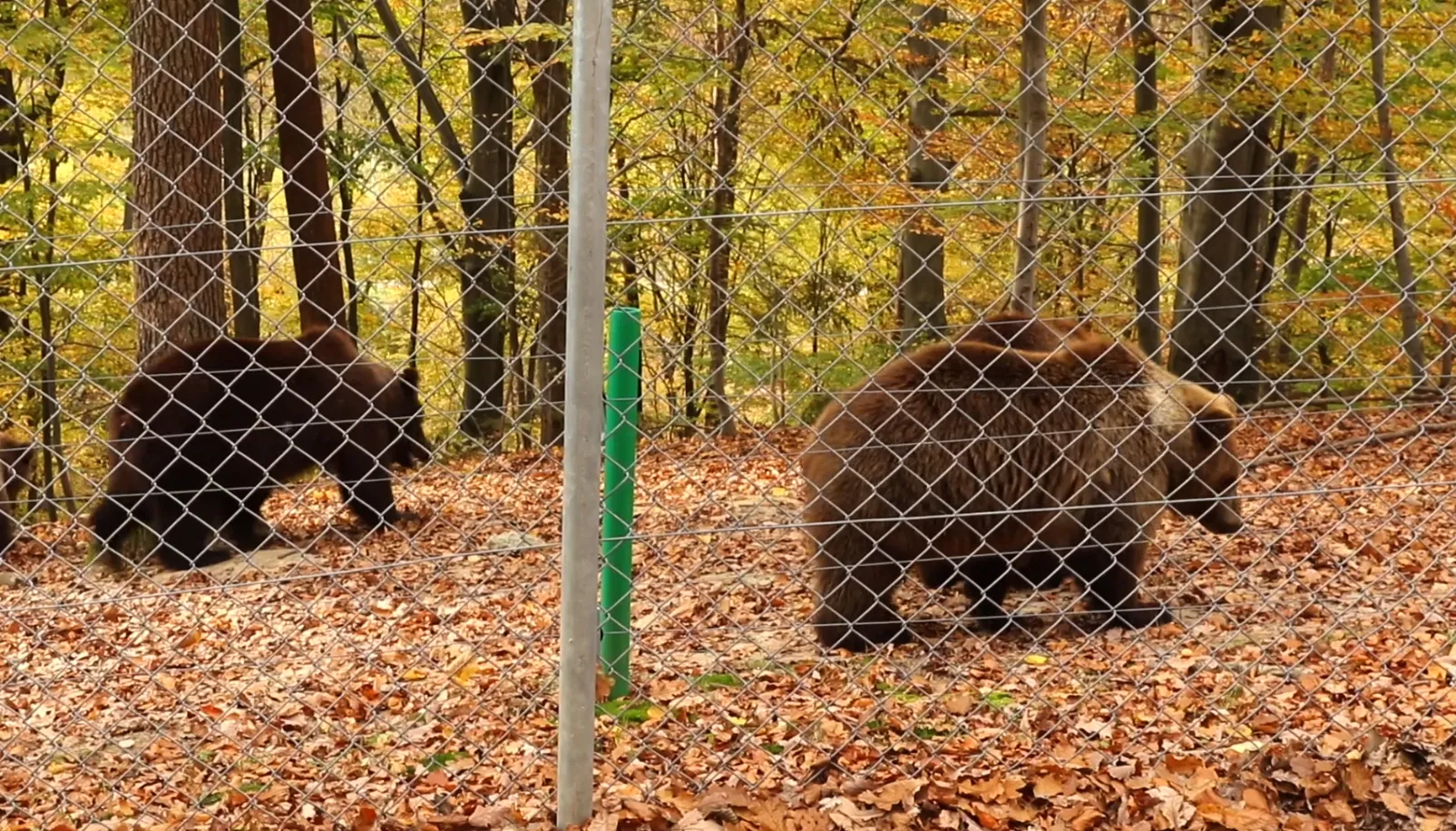 В приюте живет 31 медведь В приюте живет 31 медведь