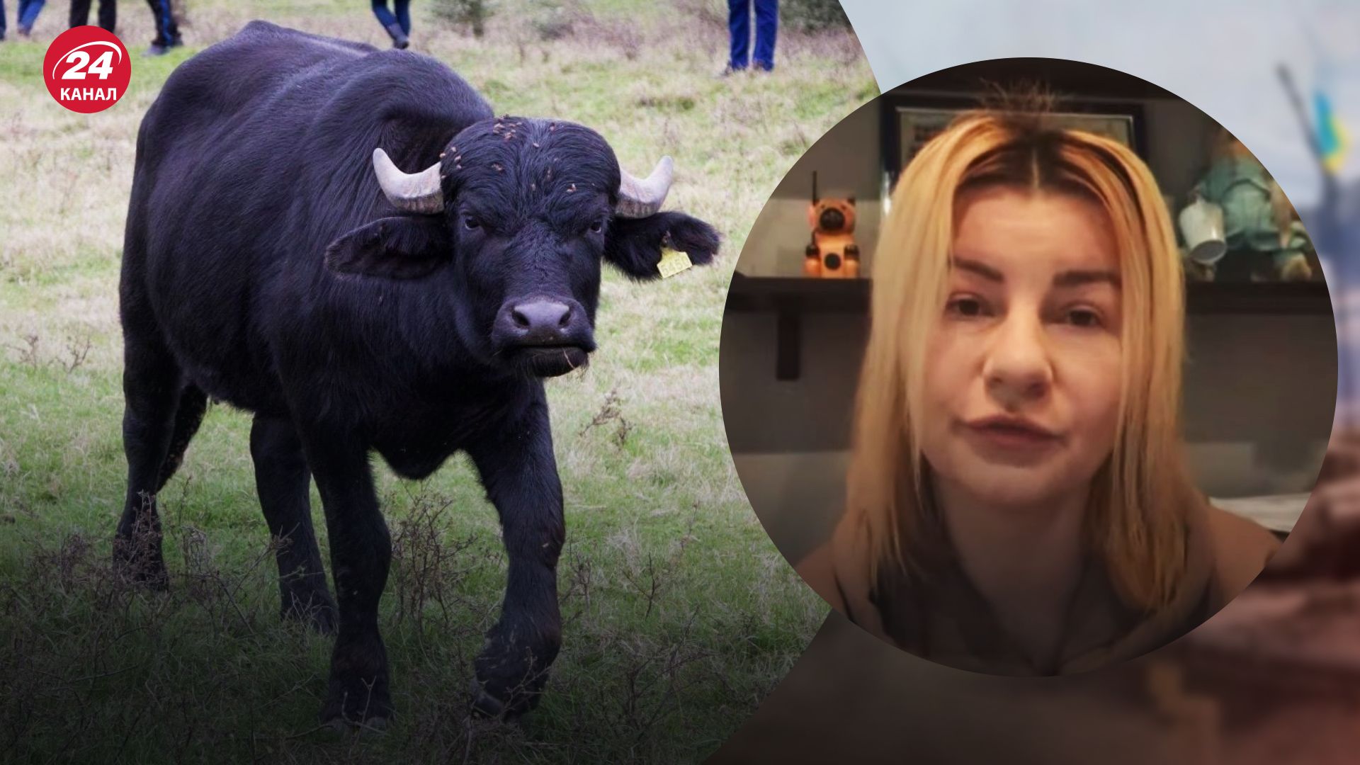 Харьковский экопарк – Черненко рассказала о возвращении буйволов – новости Харьков - 24 Канал Харьковский экопарк – Черненко рассказала о возвращении буйволов – новости Харьков - 24 Канал