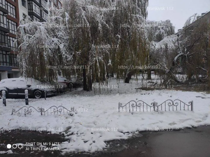 Гілки сніг Прикарпаття Гілки сніг Прикарпаття